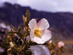 Hibiscus burtt-davyi