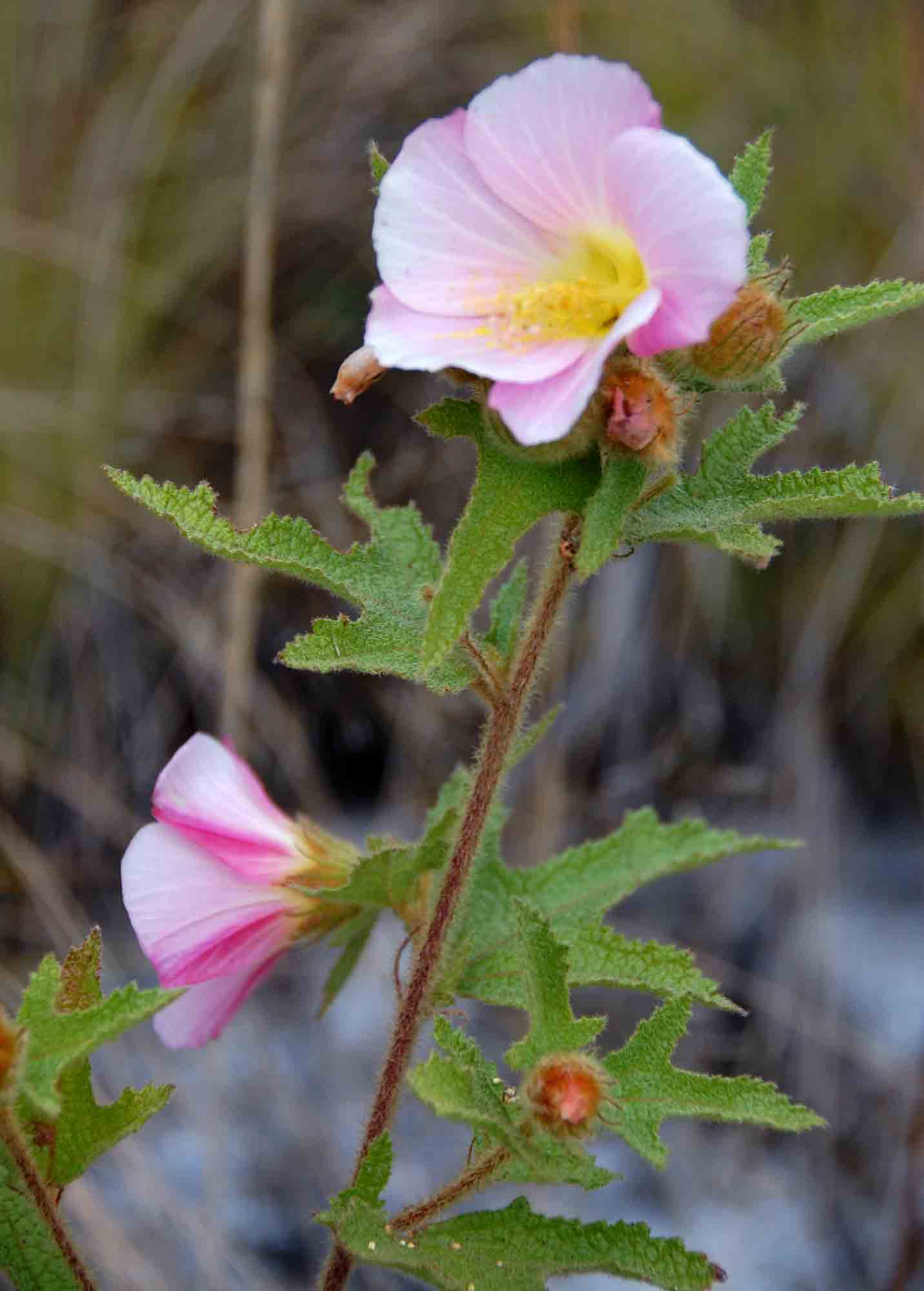 Hibiscus burtt-davyi
