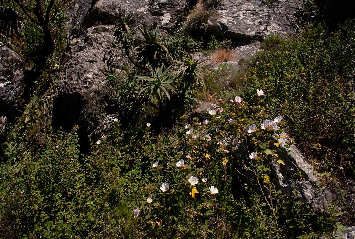 Hibiscus burtt-davyi