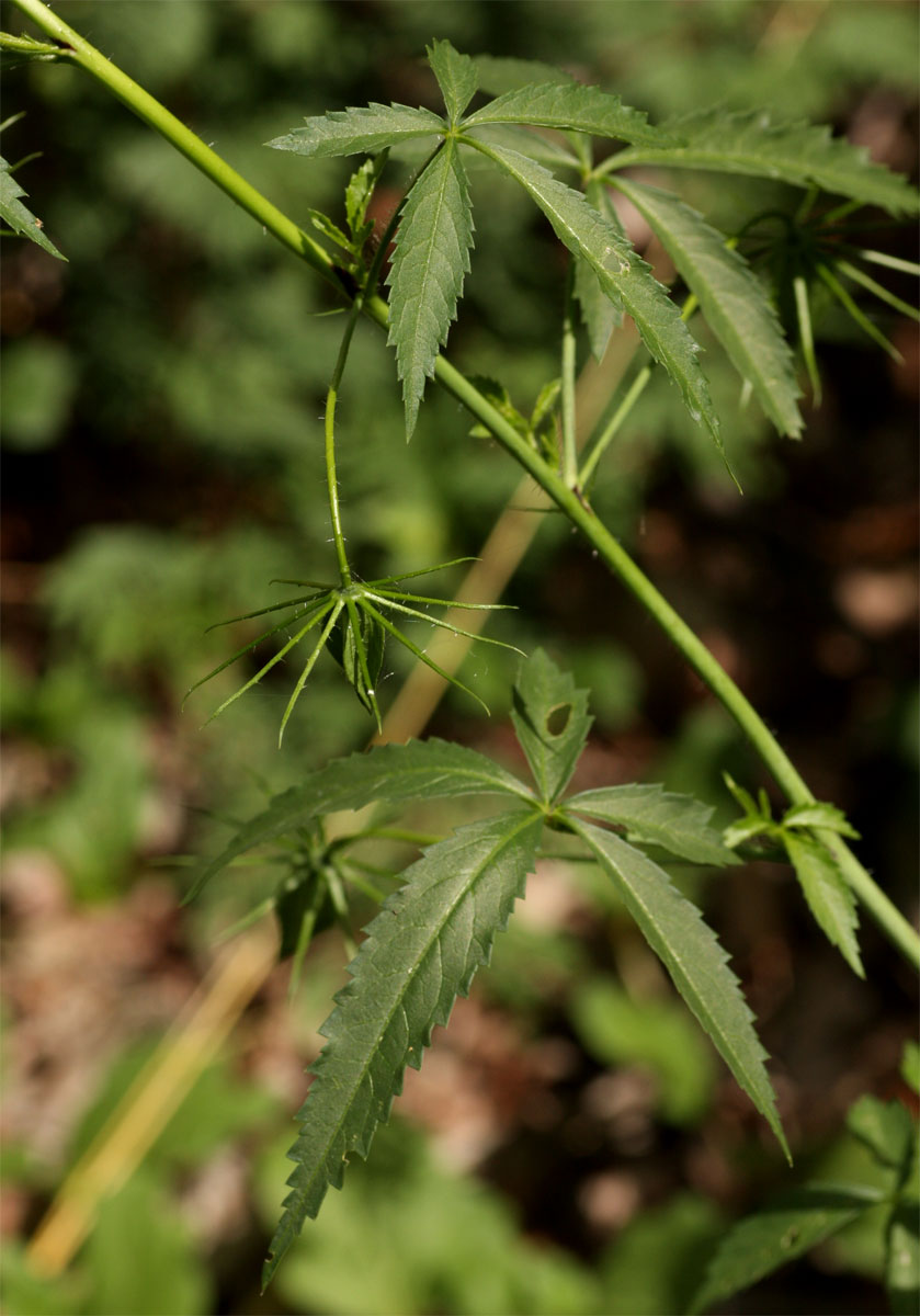 Hibiscus caesius Hibiscus caesius