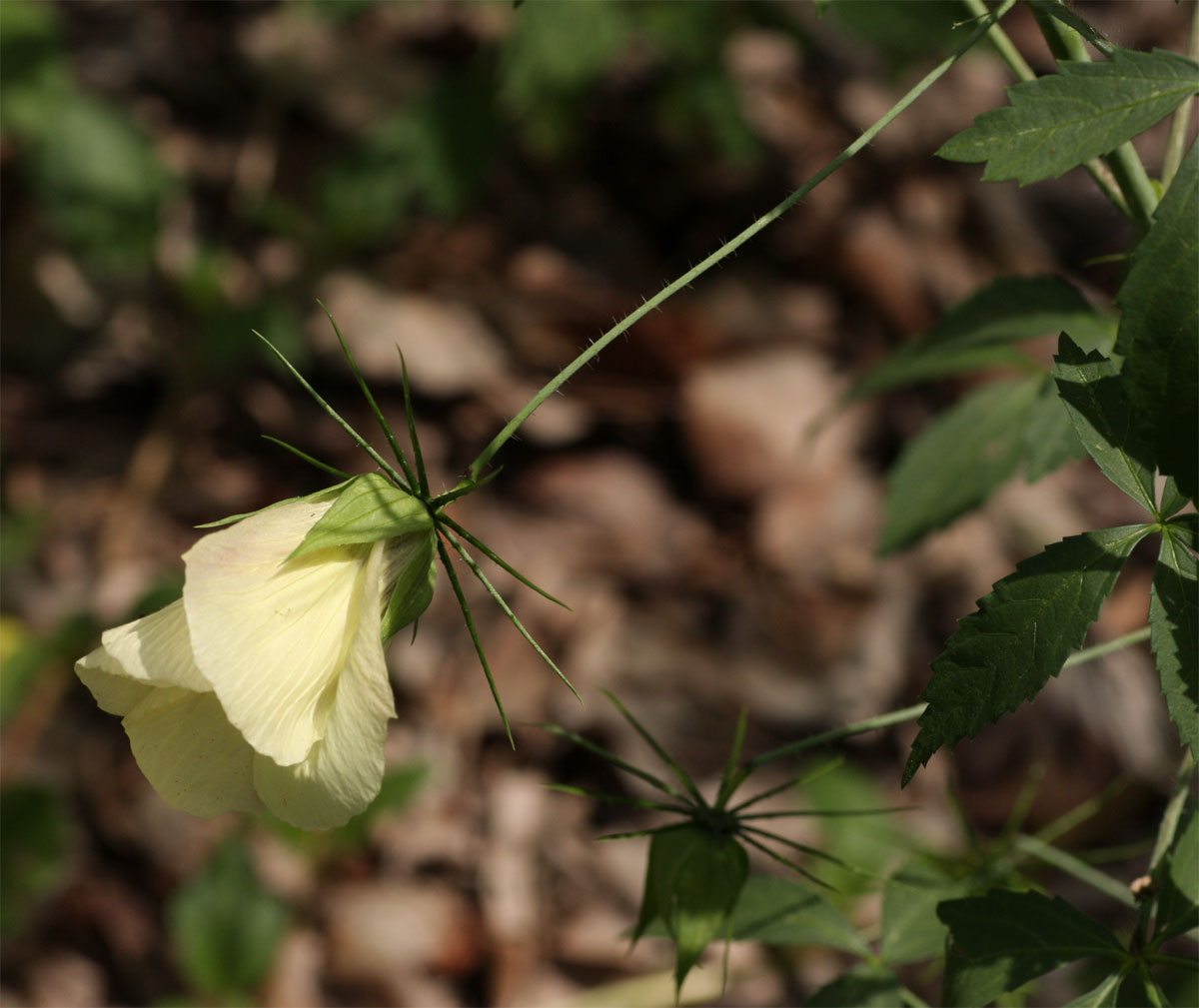 Hibiscus caesius Hibiscus caesius