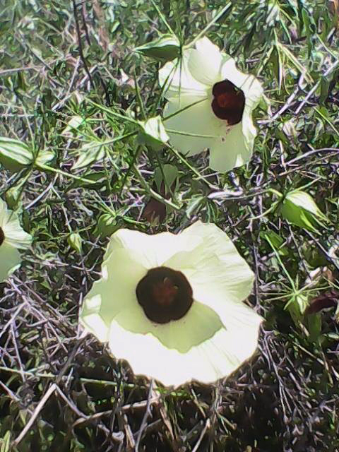 Hibiscus caesius