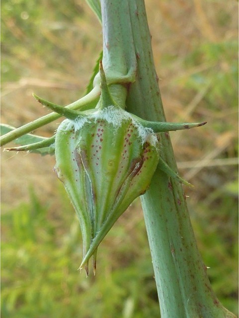 Hibiscus cannabinus