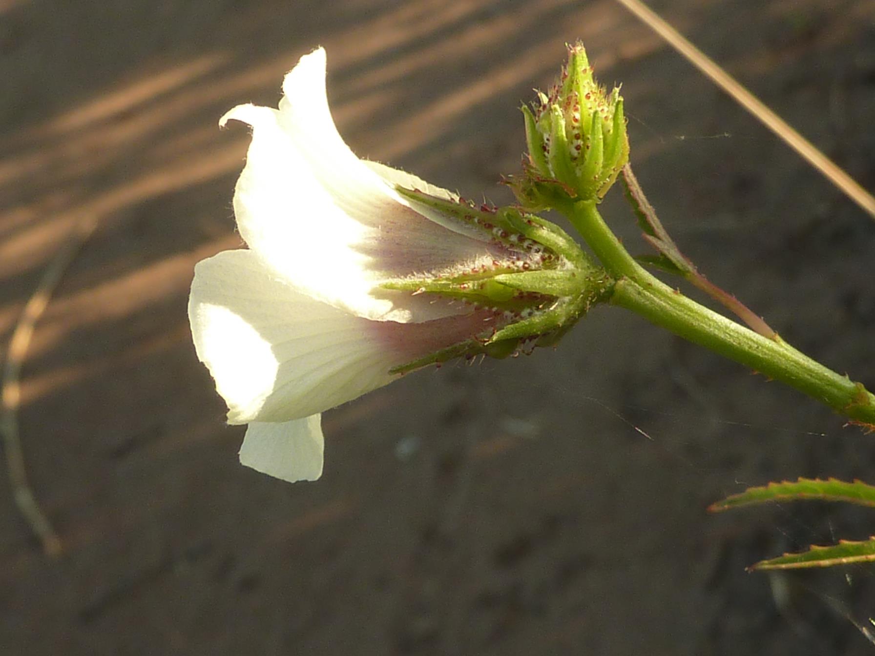 Hibiscus cannabinus Hibiscus cannabinus