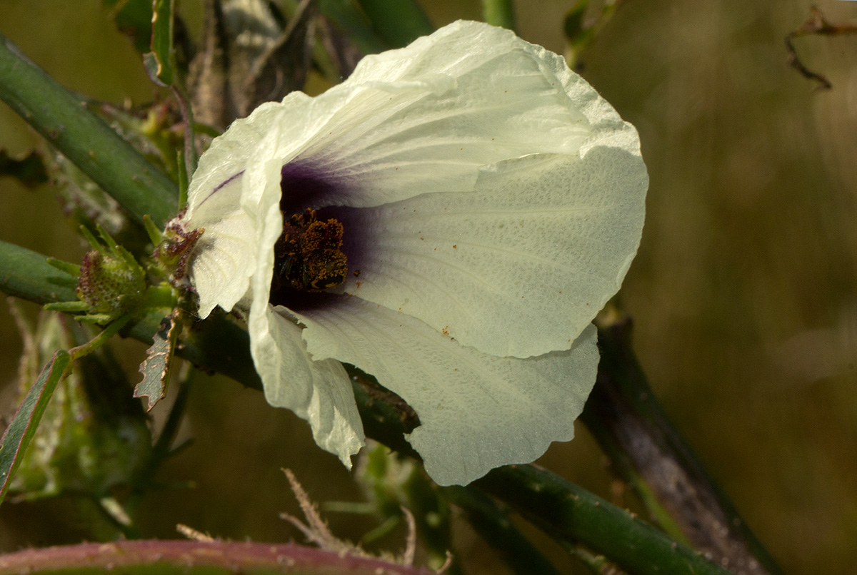 Hibiscus cannabinus