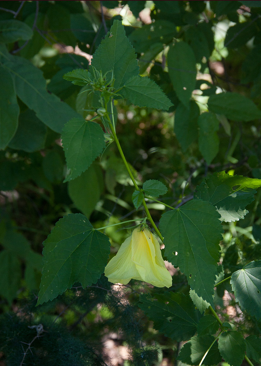 Hibiscus dongolensis