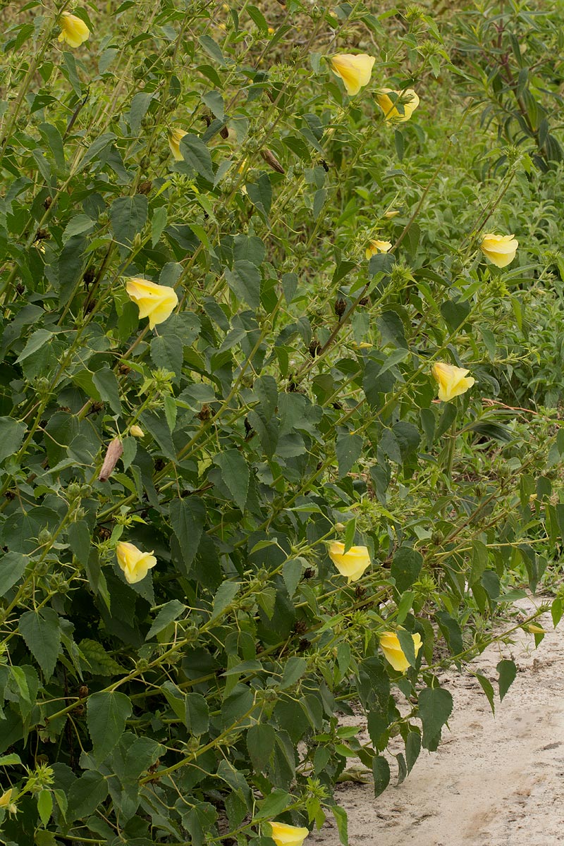 Hibiscus dongolensis
