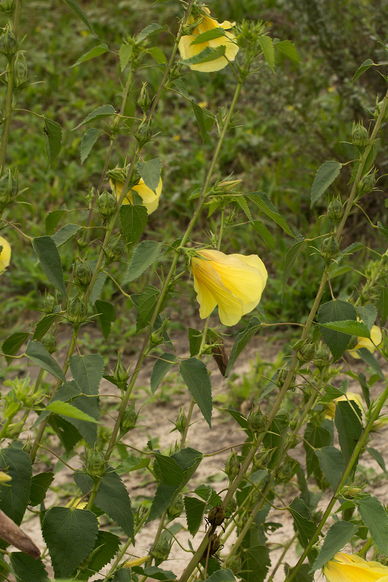 Hibiscus dongolensis