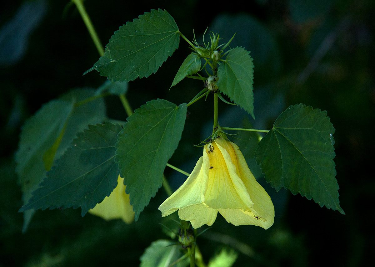 Hibiscus dongolensis