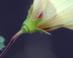 Hibiscus engleri