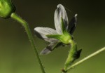 Hibiscus lobatus