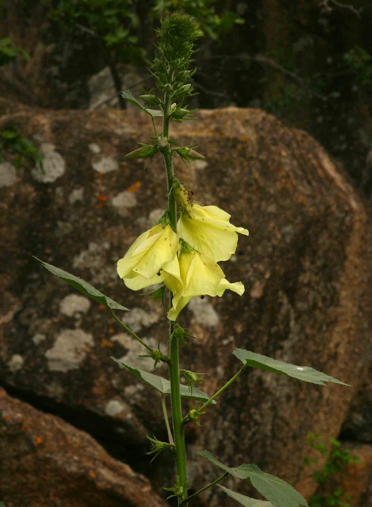 Hibiscus lunariifolius Hibiscus lunariifolius