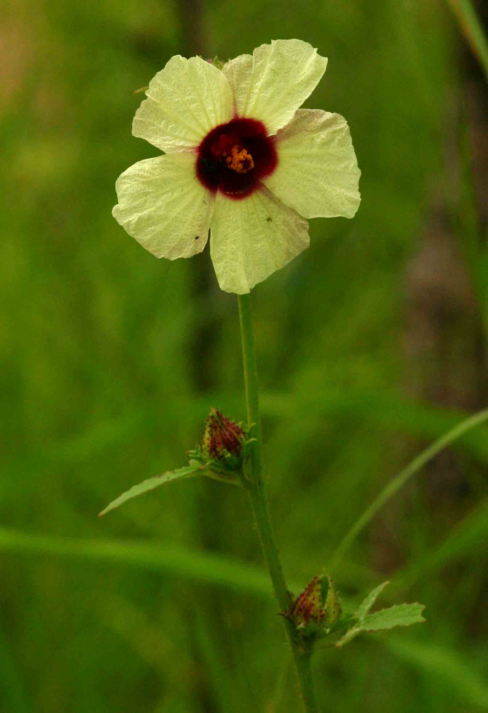 Hibiscus nigricaulis