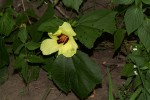 Hibiscus ovalifolius