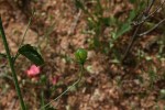 Hibiscus praeteritus