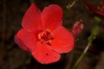Hibiscus rhodanthus