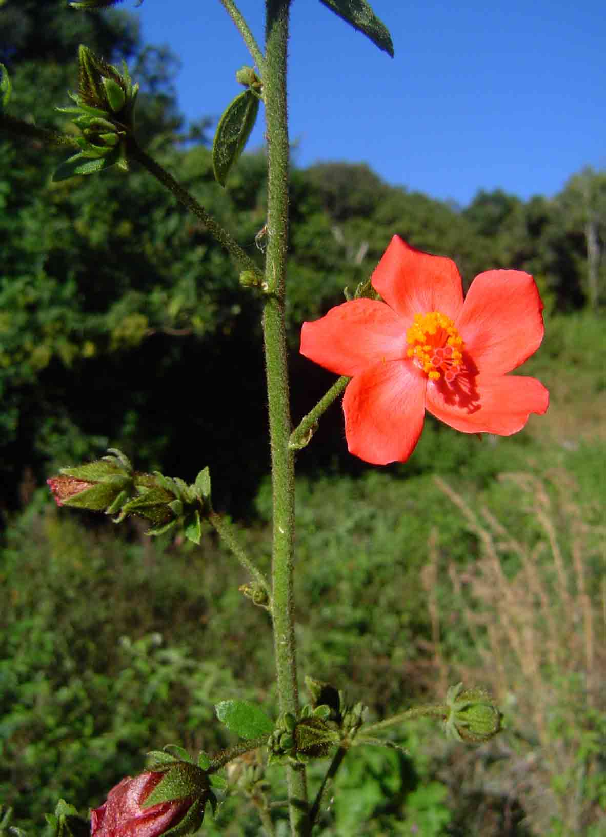 Hibiscus shirensis