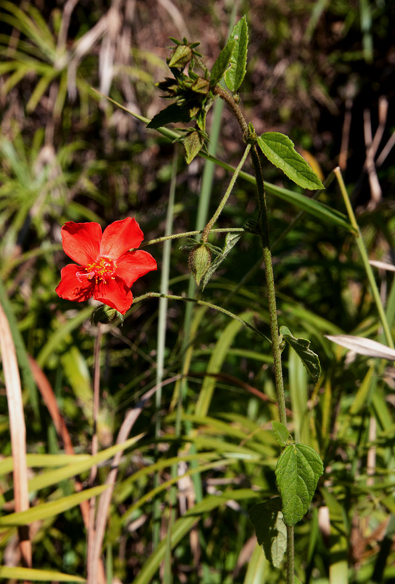 Hibiscus shirensis Hibiscus shirensis