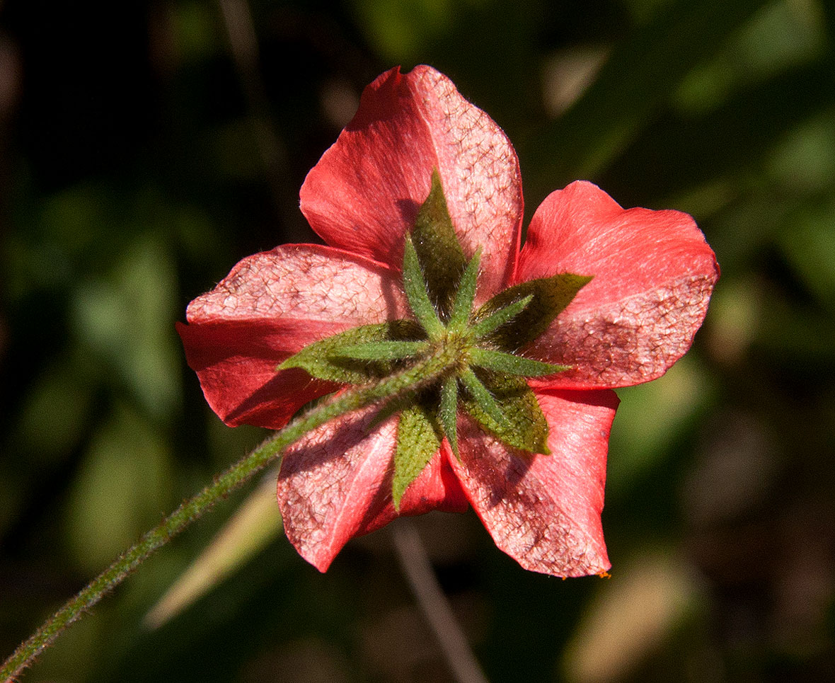 Hibiscus shirensis