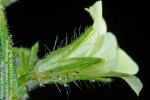 Hibiscus sidiformis