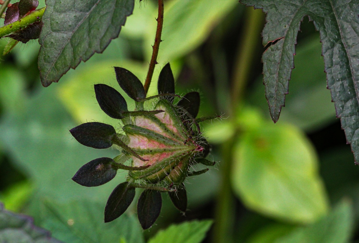 Hibiscus surattensis Hibiscus surattensis