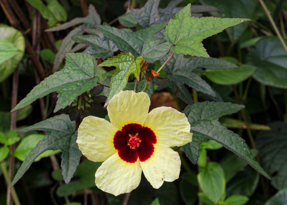 Hibiscus surattensis Hibiscus surattensis