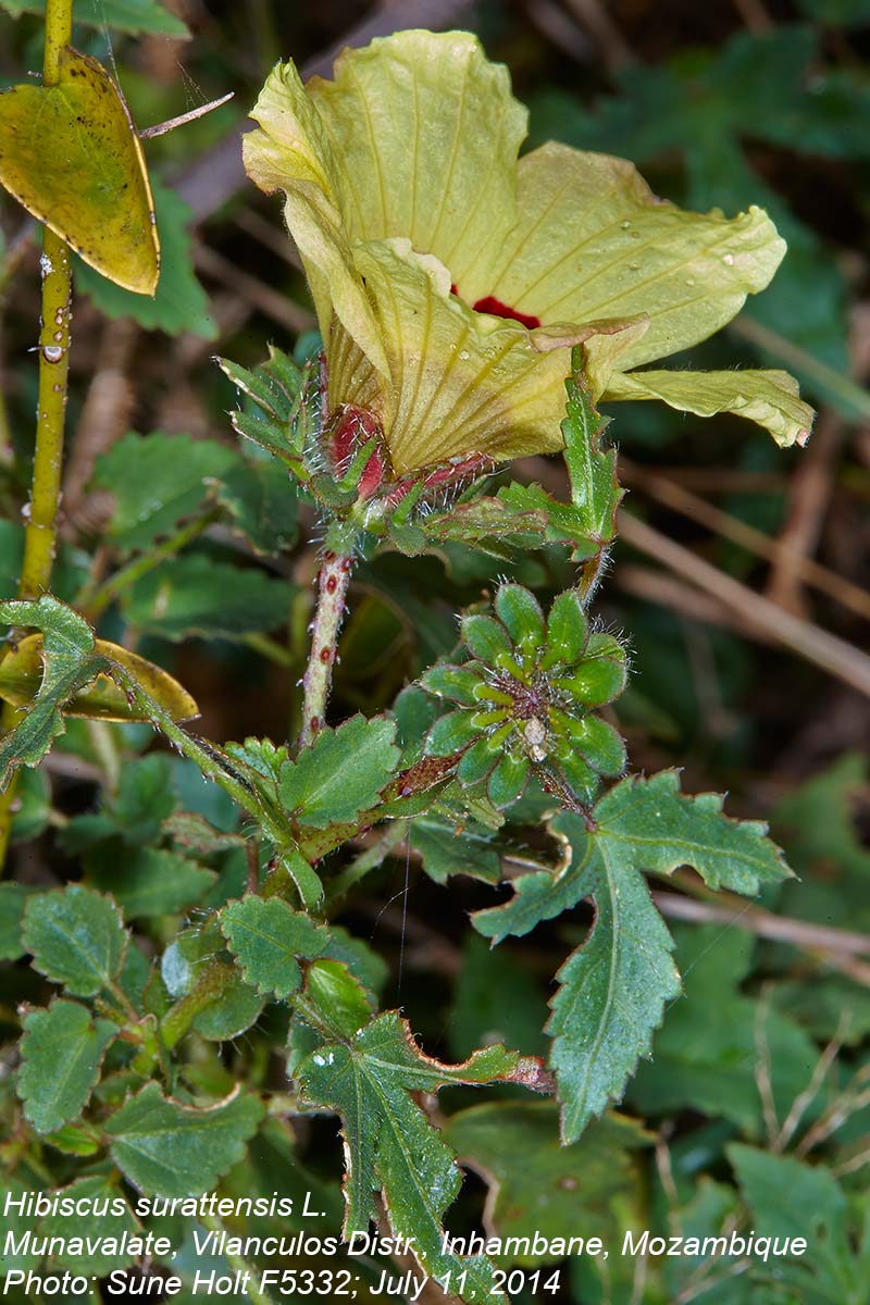 Hibiscus surattensis Hibiscus surattensis
