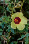 Hibiscus surattensis