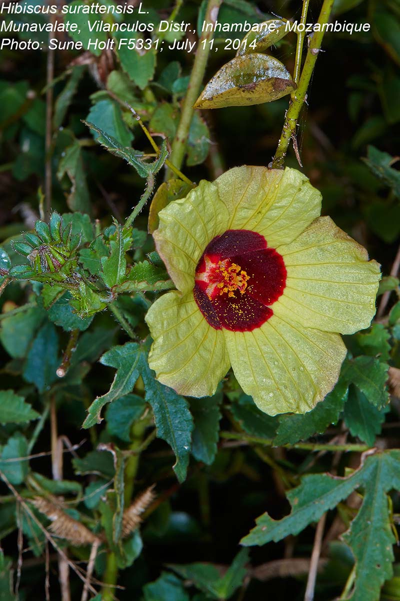 Hibiscus surattensis Hibiscus surattensis