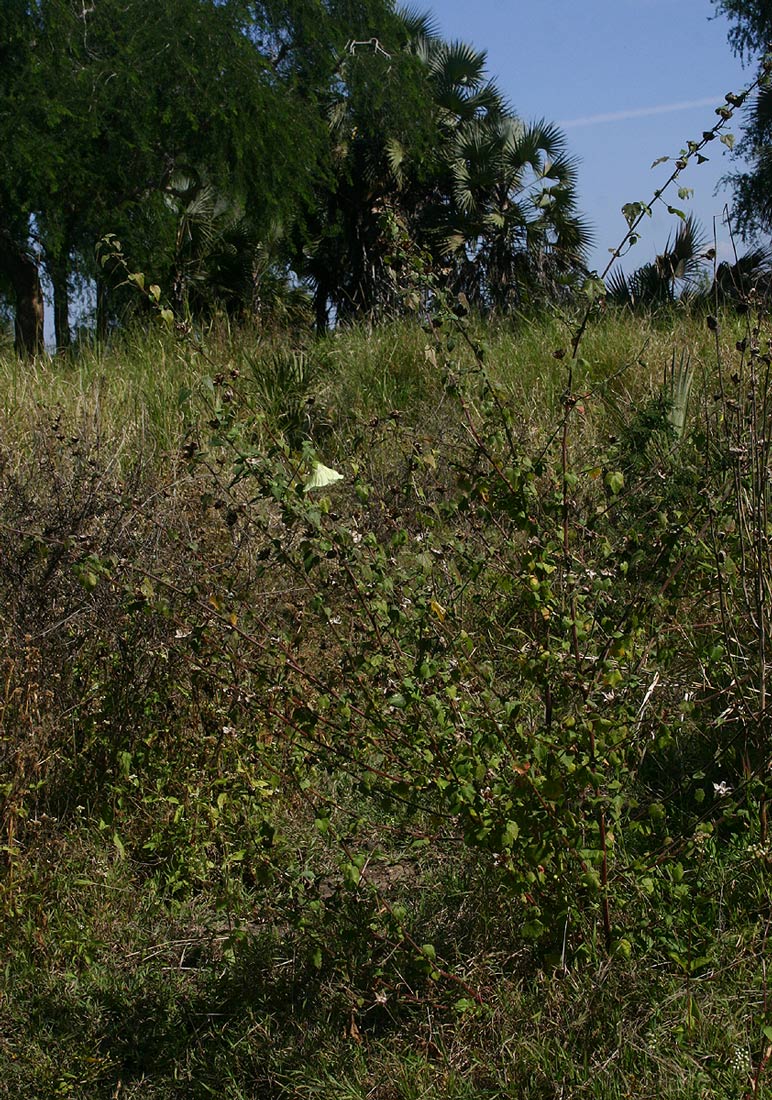 Hibiscus vitifolius subsp. vitifolius