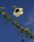 Hibiscus vitifolius subsp. vitifolius