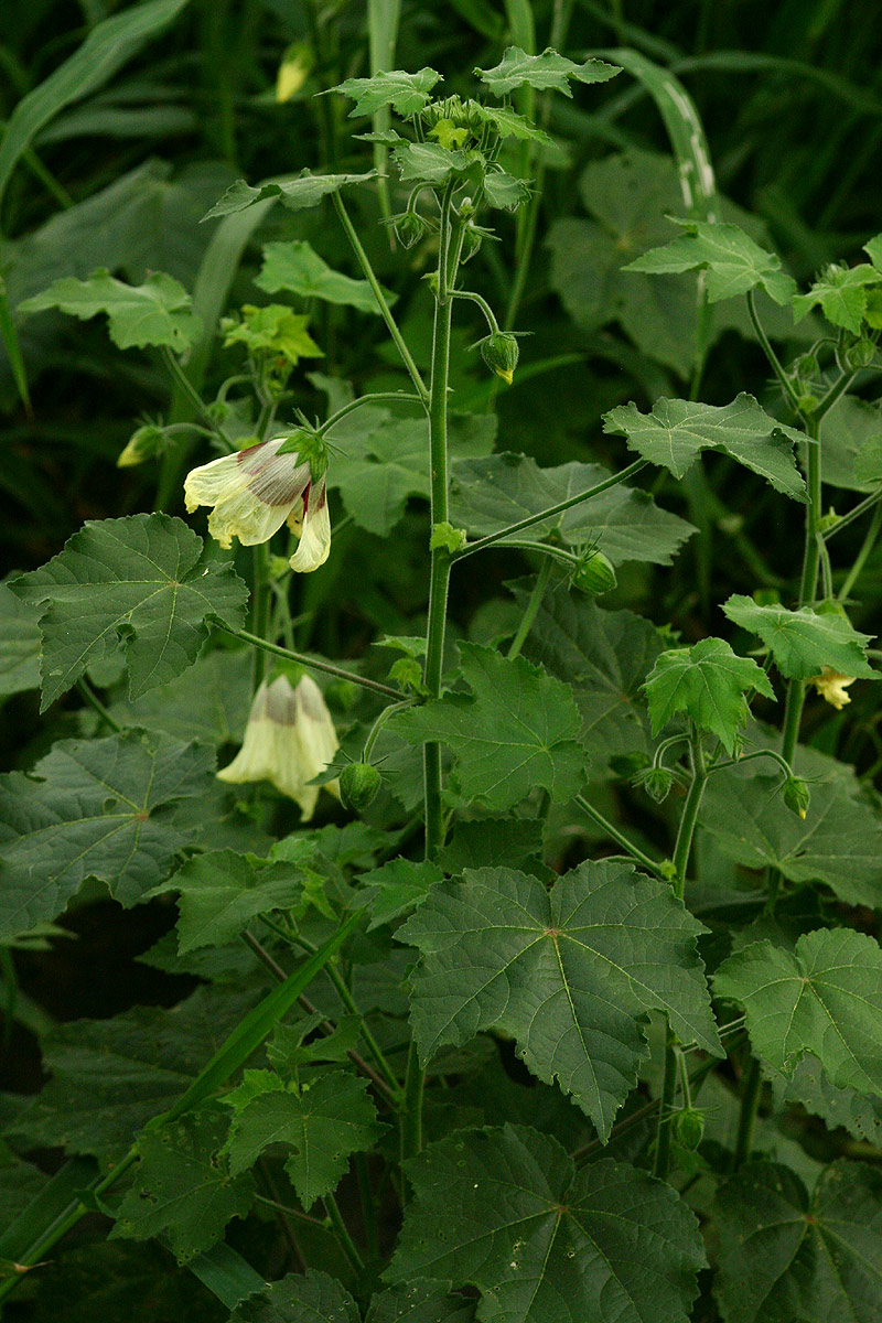 Hibiscus vitifolius subsp. vitifolius Hibiscus vitifolius subsp. vitifolius