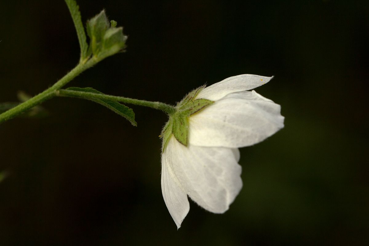 Kosteletzkya buettneri Kosteletzkya buettneri