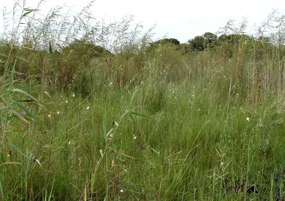 Kosteletzkya buettneri Kosteletzkya buettneri