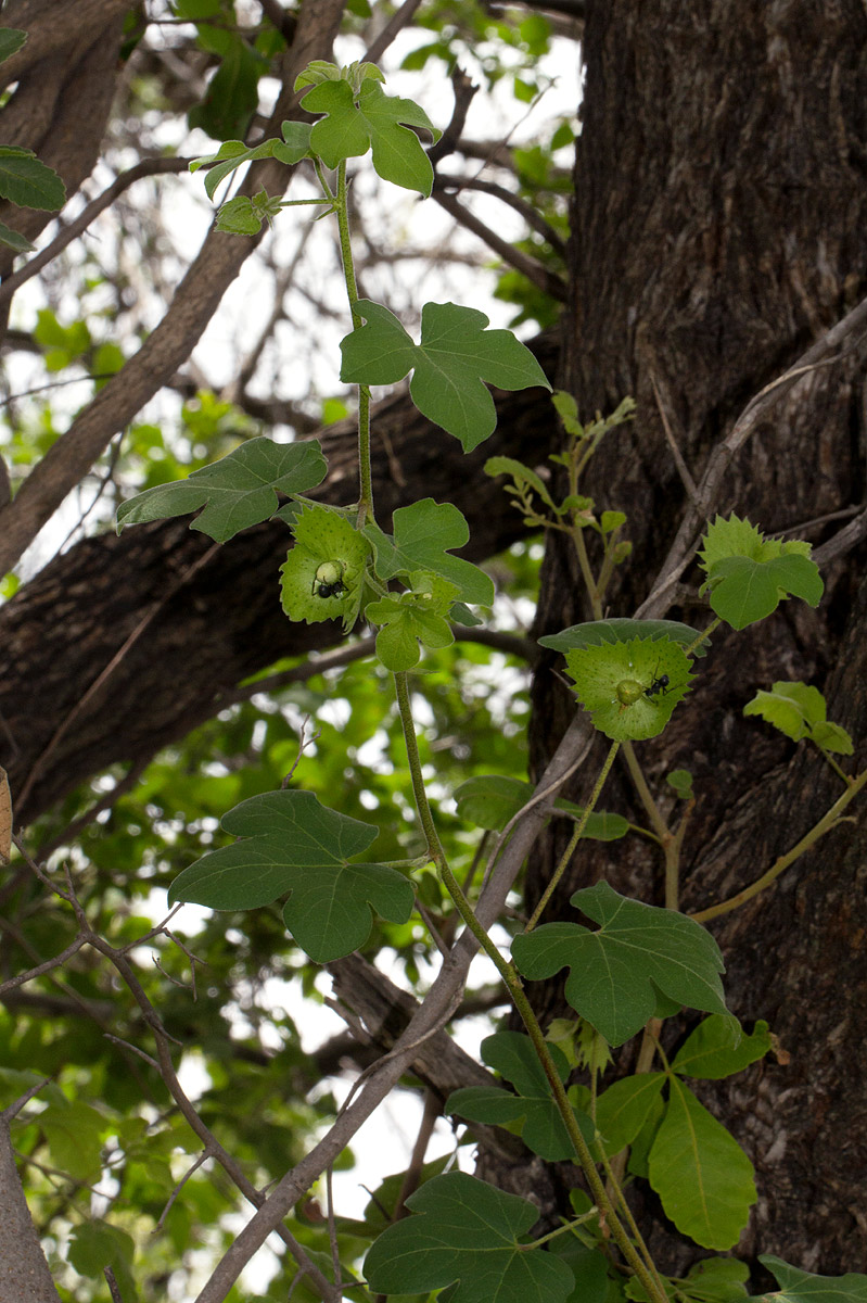 Gossypium herbaceum subsp. africanum var. africanum