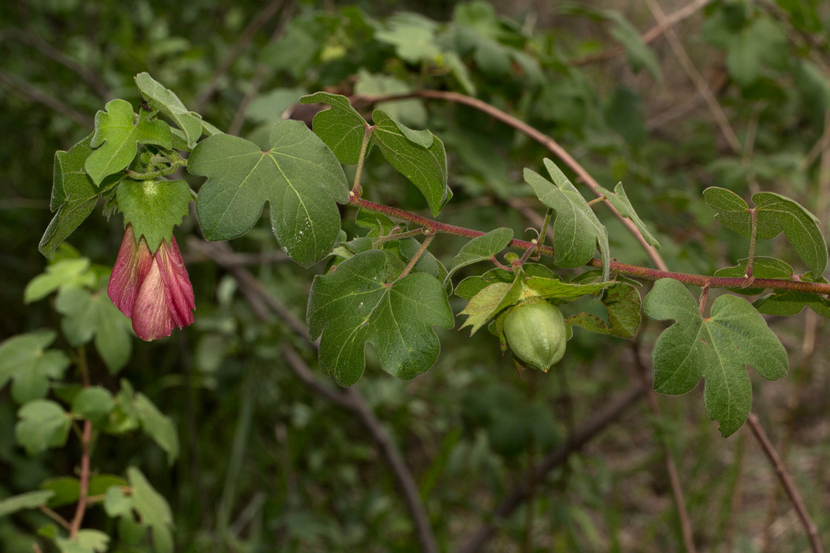 Gossypium herbaceum subsp. africanum var. africanum