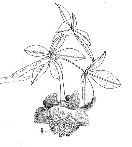 Adansonia digitata