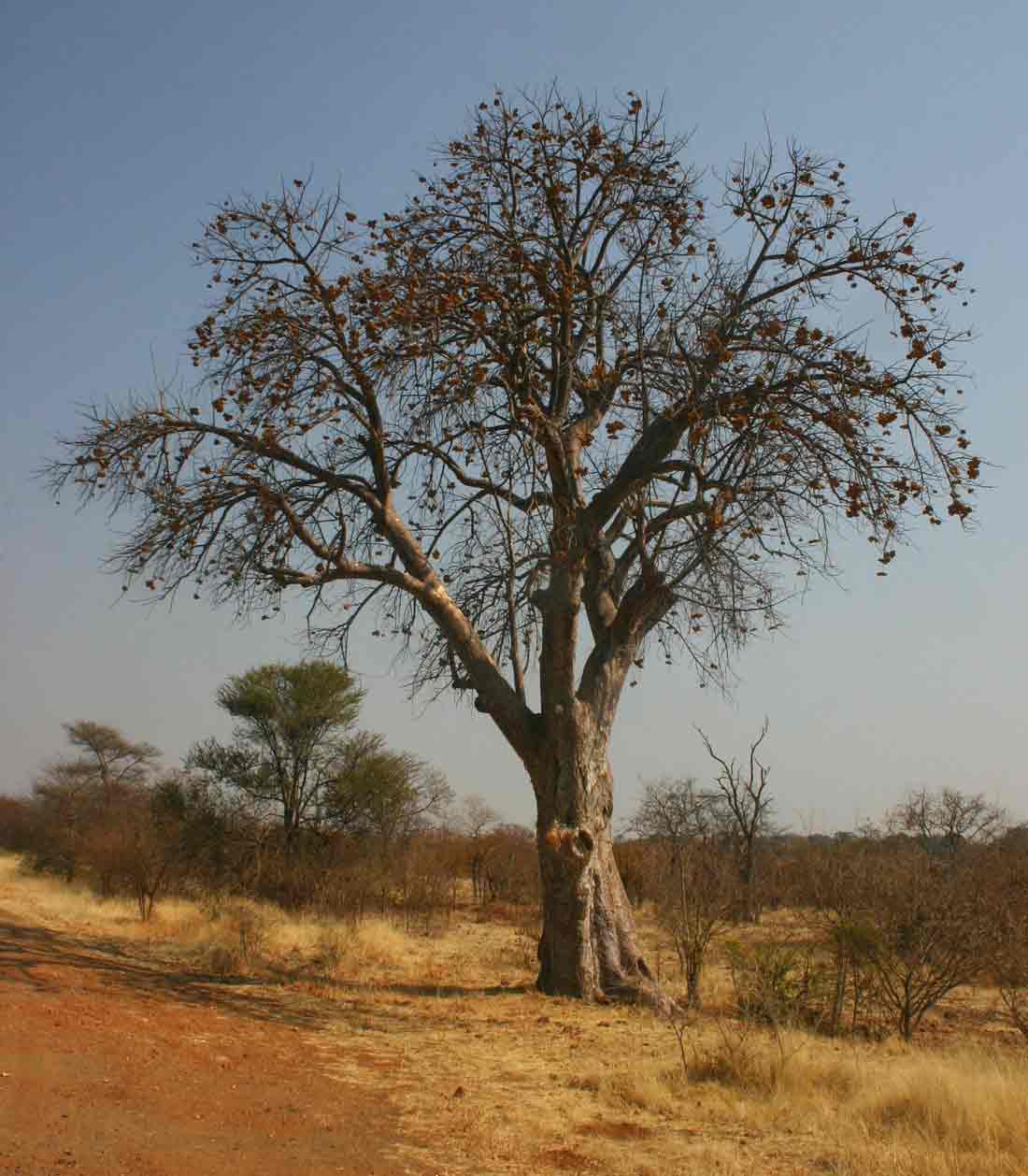 Sterculia africana