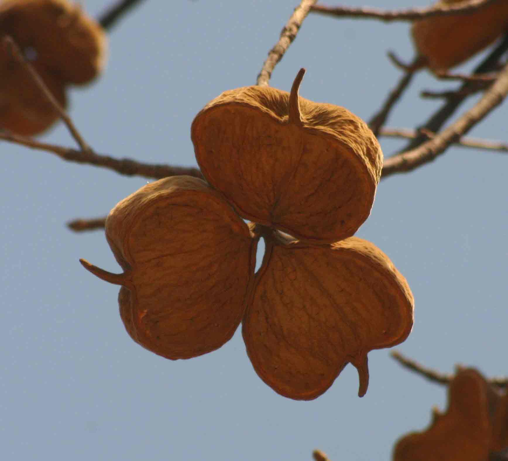 Sterculia africana