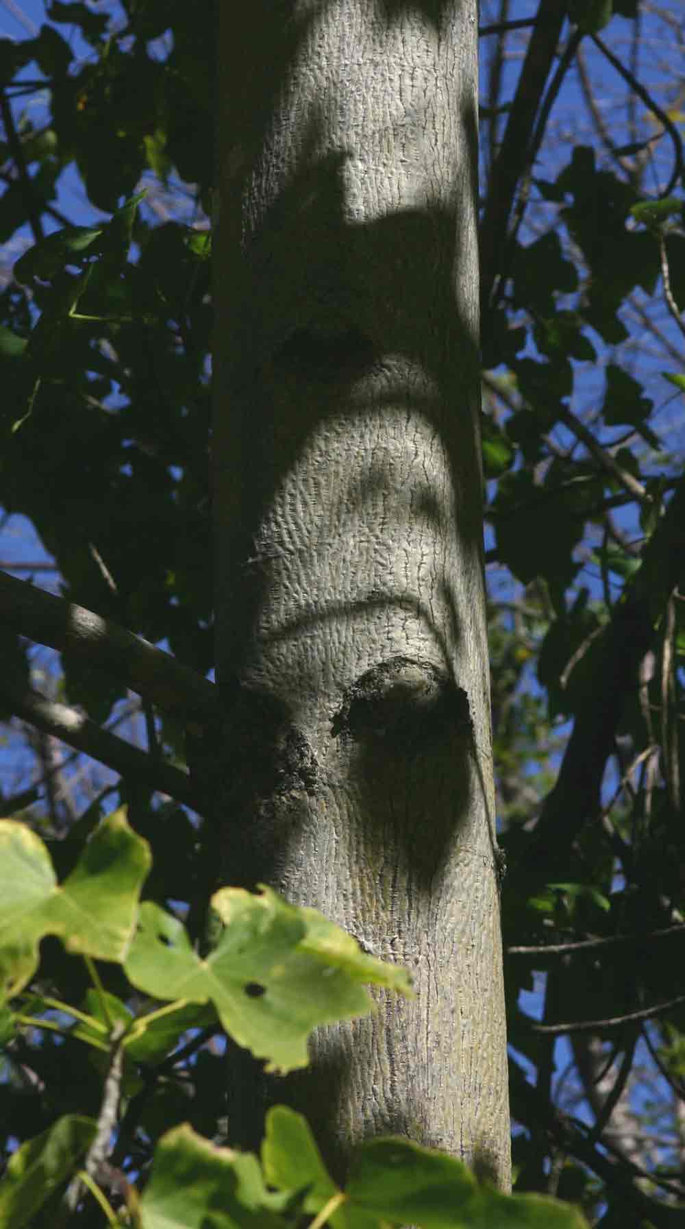 Sterculia appendiculata