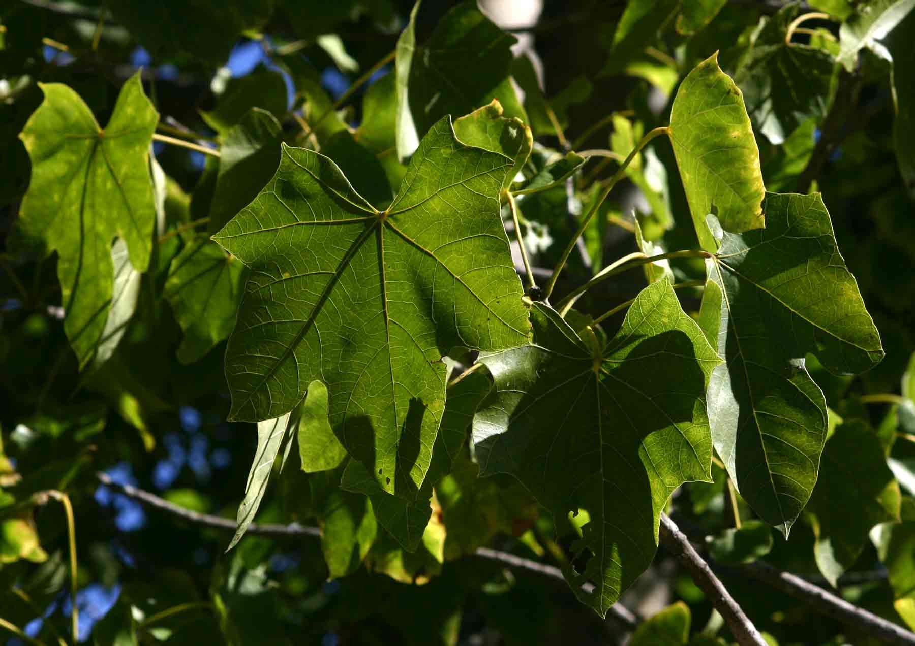 Sterculia appendiculata Sterculia appendiculata
