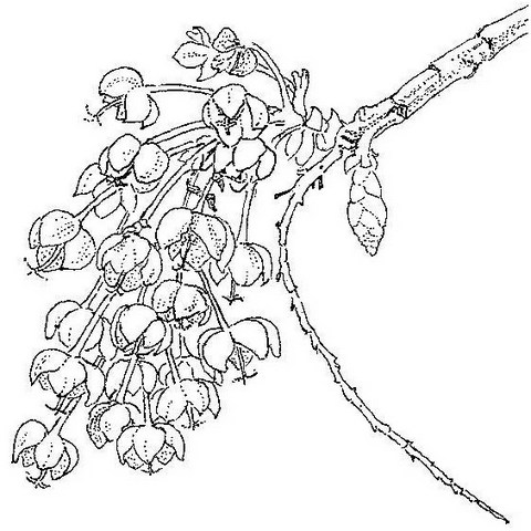 Ochna pulchra subsp. pulchra