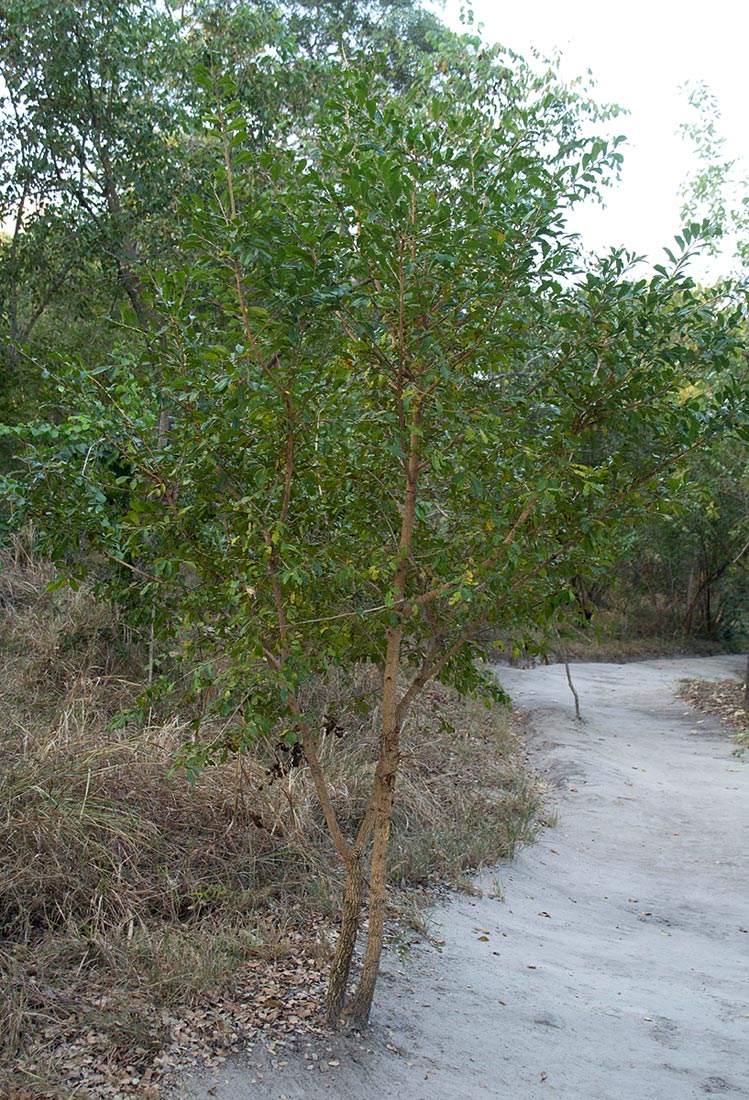 Brackenridgea zanguebarica