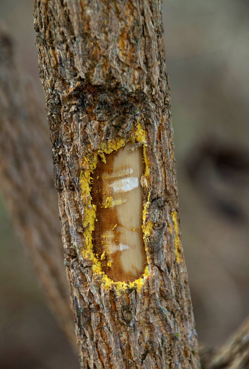 Brackenridgea zanguebarica