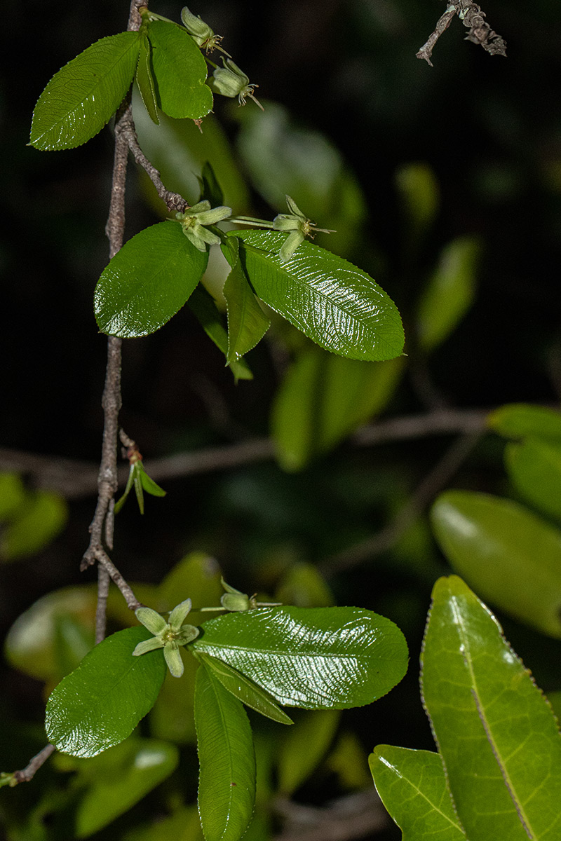 Brackenridgea zanguebarica