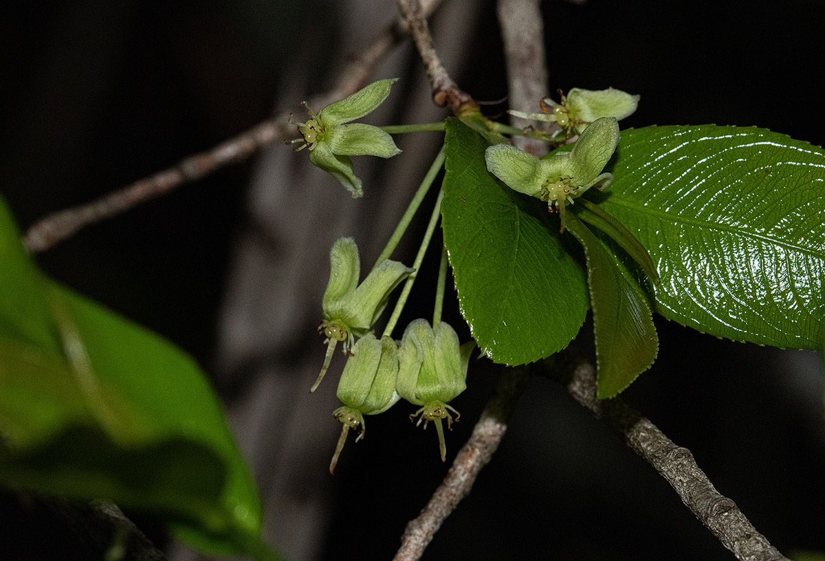 Brackenridgea zanguebarica