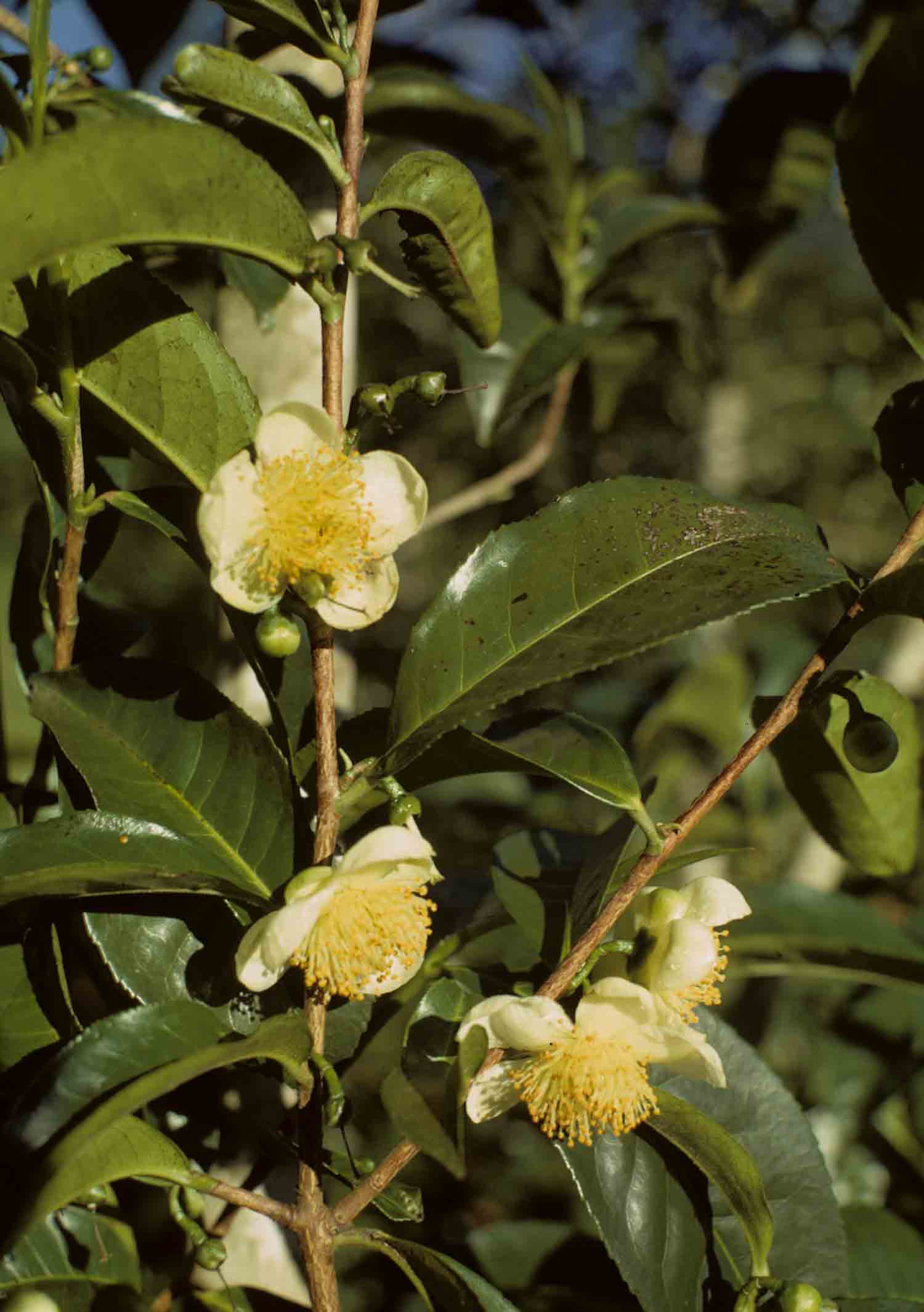 Camellia sinensis