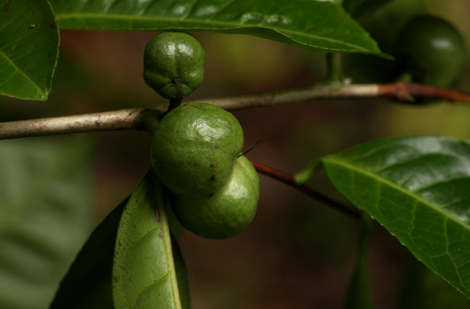 Camellia sinensis