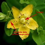 Hypericum peplidifolium