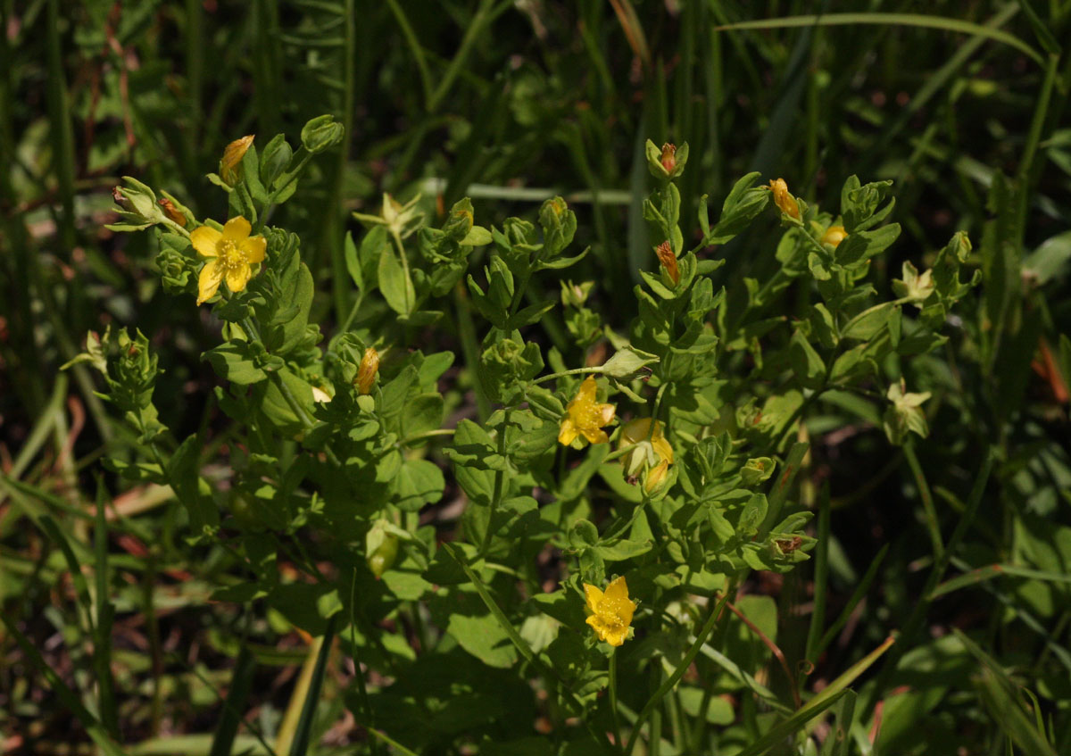 Hypericum peplidifolium